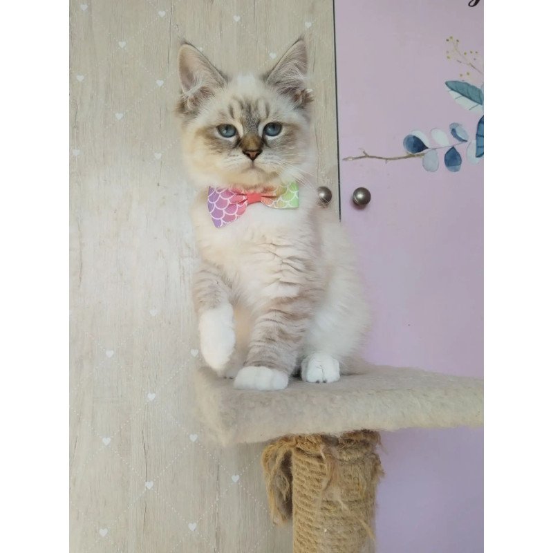 Siberian REZ Hela