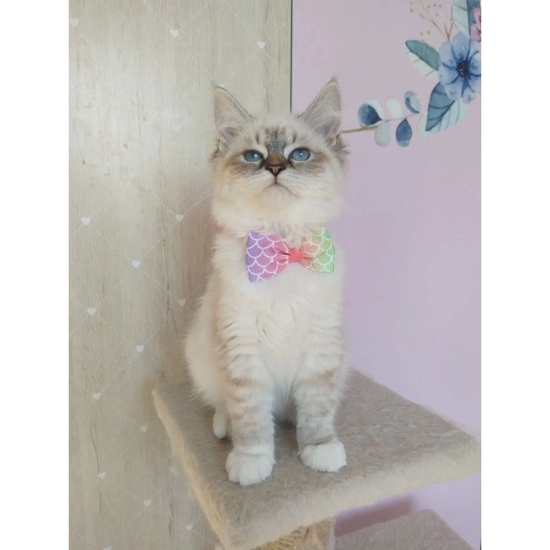 Siberian REZ Hela