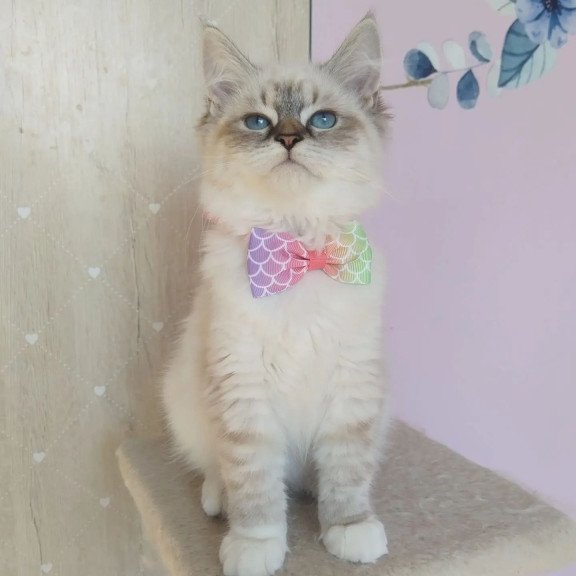 Siberian REZ Hela