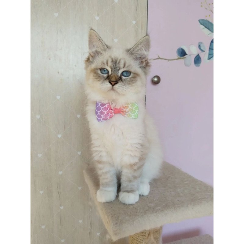 Siberian REZ Hela
