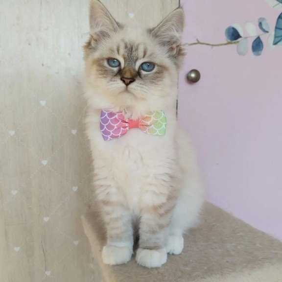 Siberian REZ Hela