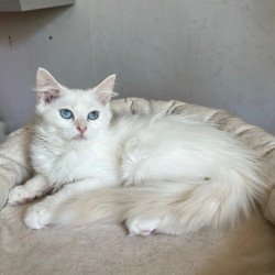 Siberian REZ Kudesnica
