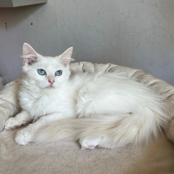 Siberian REZ Kudesnica
