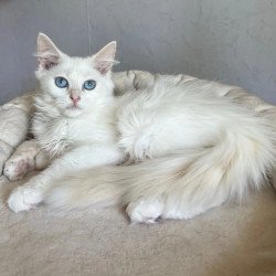 Siberian REZ Kudesnica
