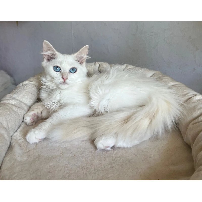 Siberian REZ Kudesnica