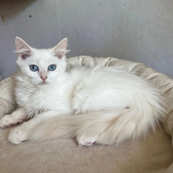 Siberian REZ Kudesnica