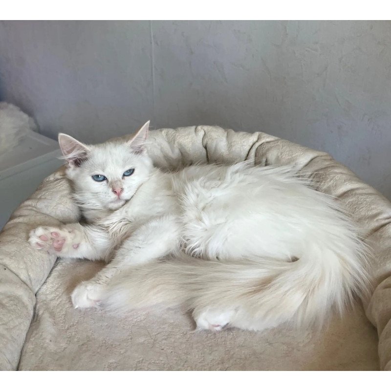 Siberian REZ Kudesnica