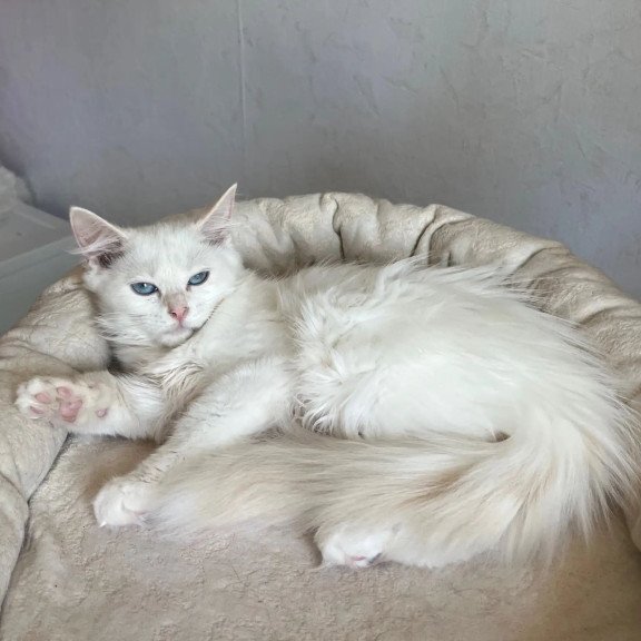 Siberian REZ Kudesnica