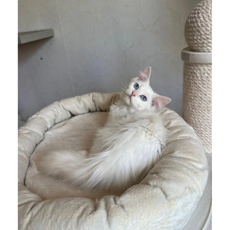 Siberian REZ Kudesnica