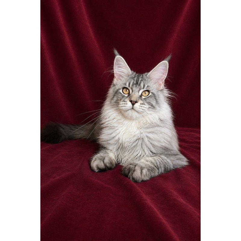 Maine Coon EZ Hoarfrost