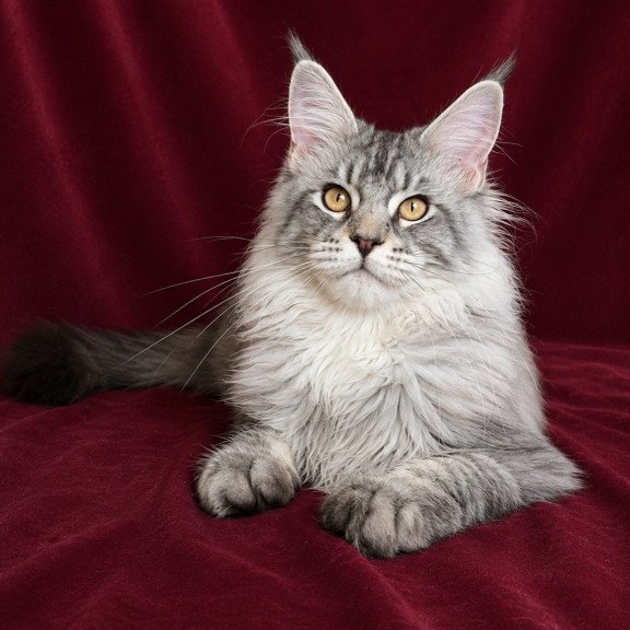 Maine Coon EZ Hoarfrost