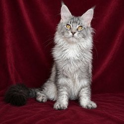 Maine Coon EZ Hoarfrost
