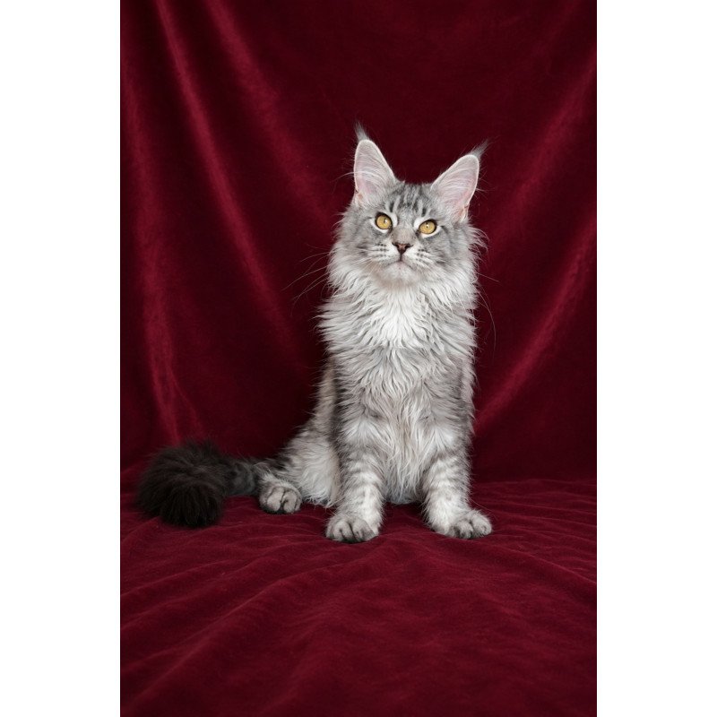 Maine Coon EZ Hoarfrost