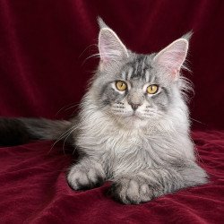 Maine Coon EZ Hoarfrost