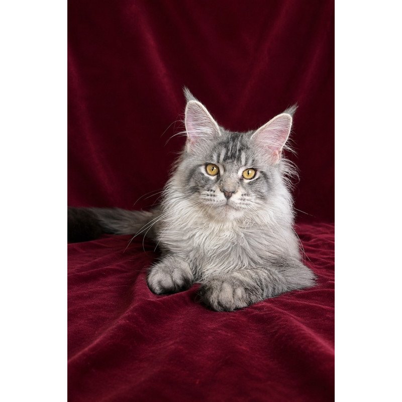 Maine Coon EZ Hoarfrost