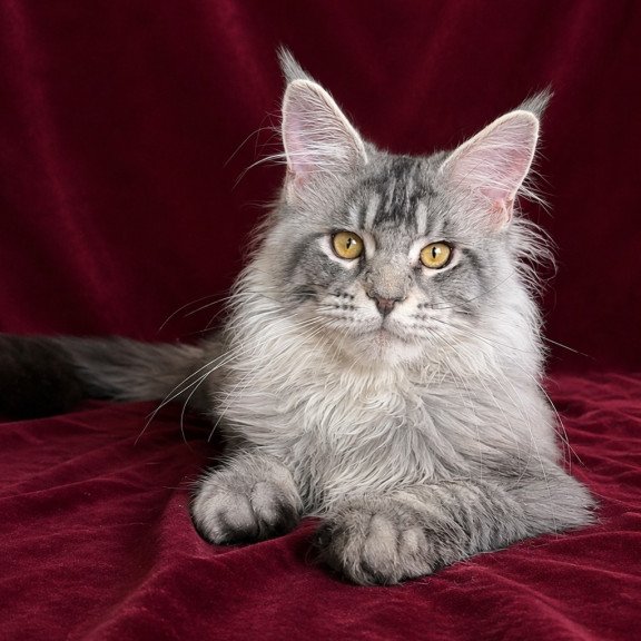 Maine Coon EZ Hoarfrost