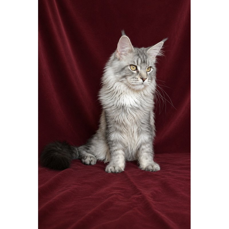 Maine Coon EZ Hoarfrost