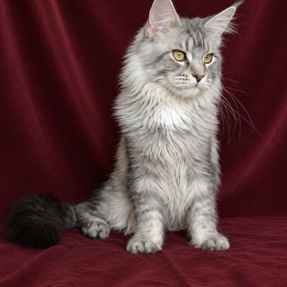 Maine Coon EZ Hoarfrost