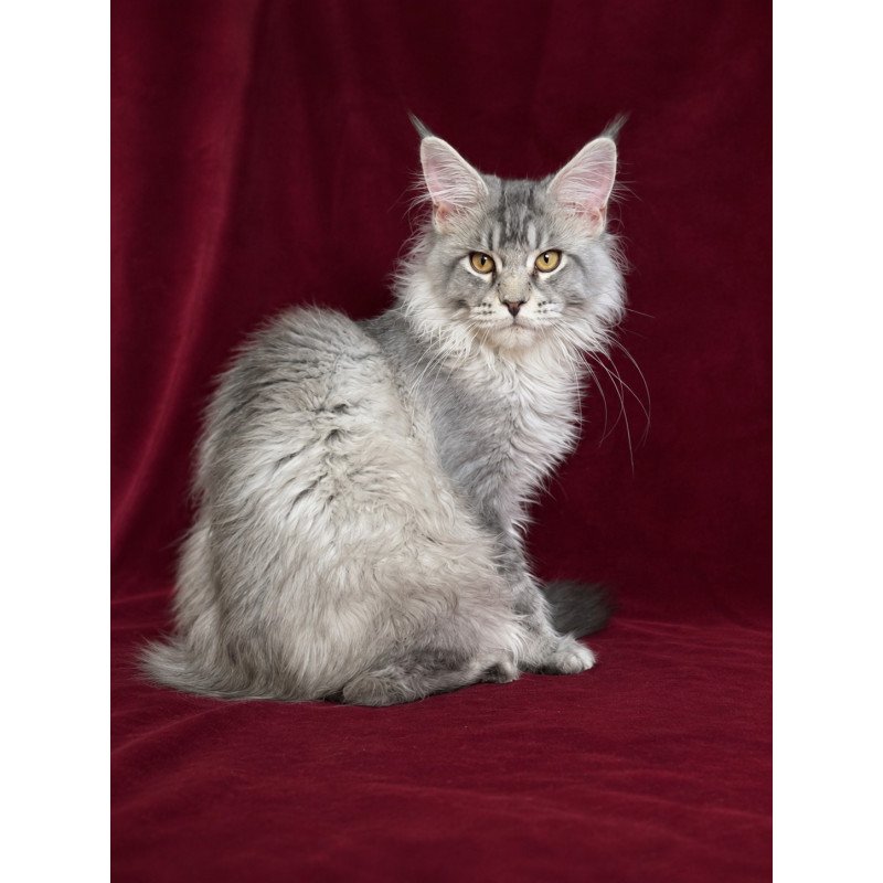 Maine Coon EZ Hoarfrost