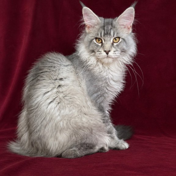 Maine Coon EZ Hoarfrost