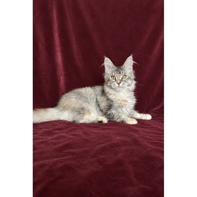 Maine Coon EZ Gemma