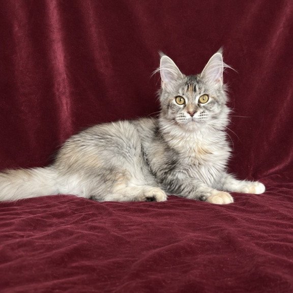 Maine Coon EZ Gemma