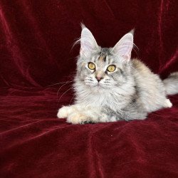 Maine Coon EZ Gemma