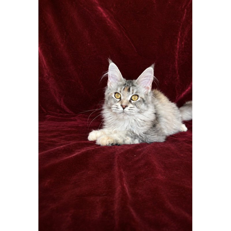 Maine Coon EZ Gemma