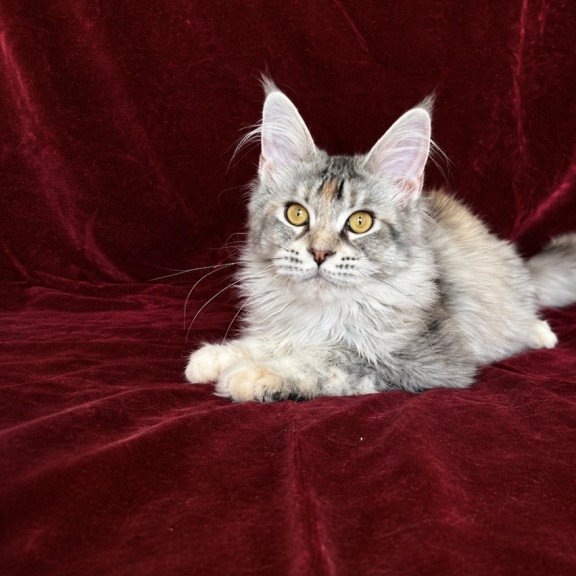 Maine Coon EZ Gemma