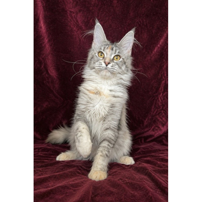 Maine Coon EZ Gemma