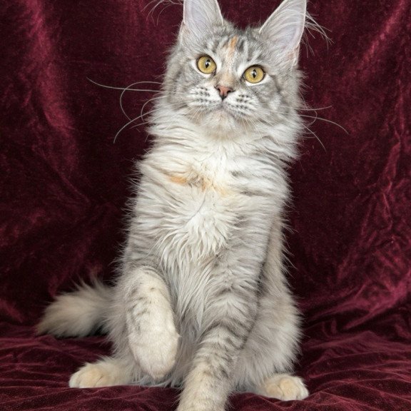 Maine Coon EZ Gemma