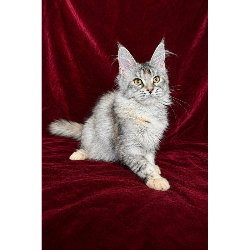 Maine Coon EZ Gemma
