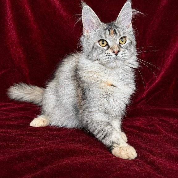 Maine Coon EZ Gemma