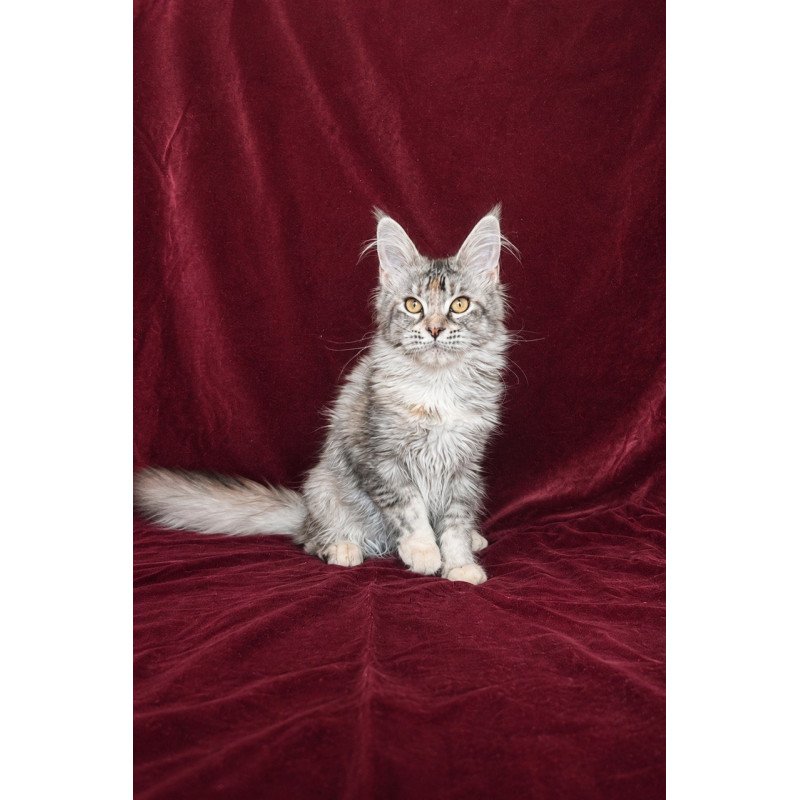 Maine Coon EZ Gemma