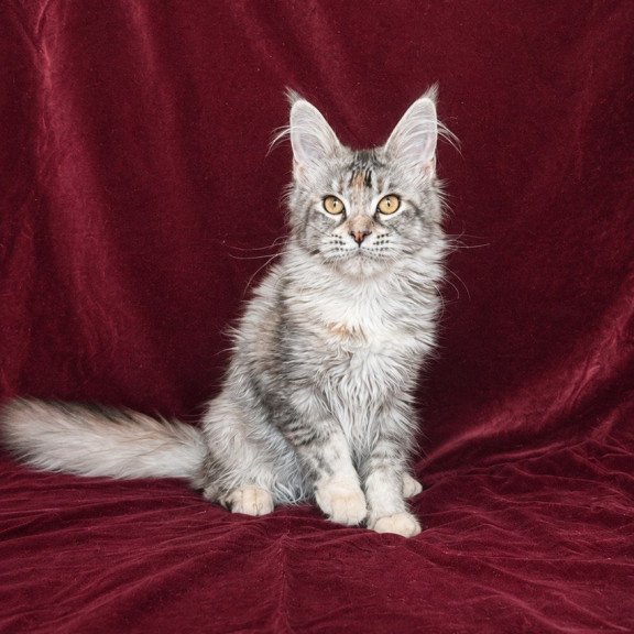 Maine Coon EZ Gemma