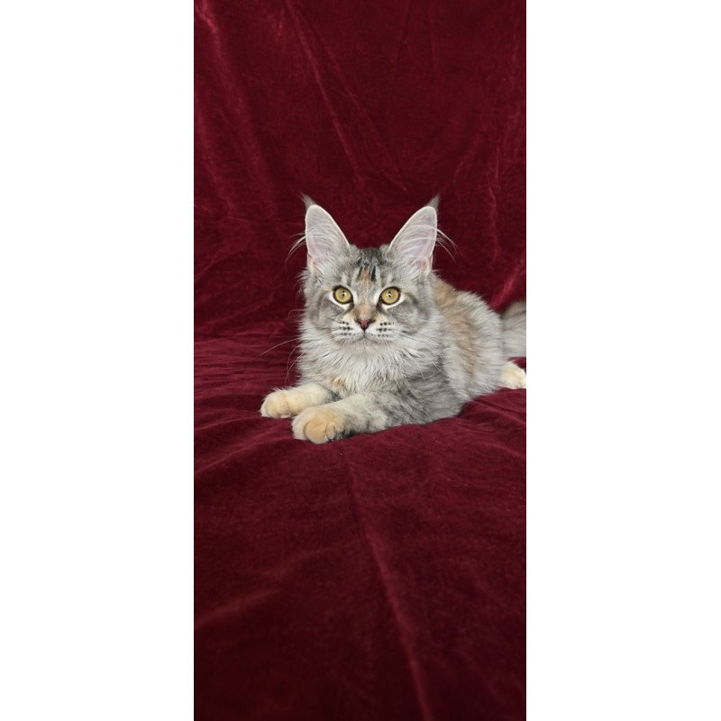 Maine Coon EZ Gemma