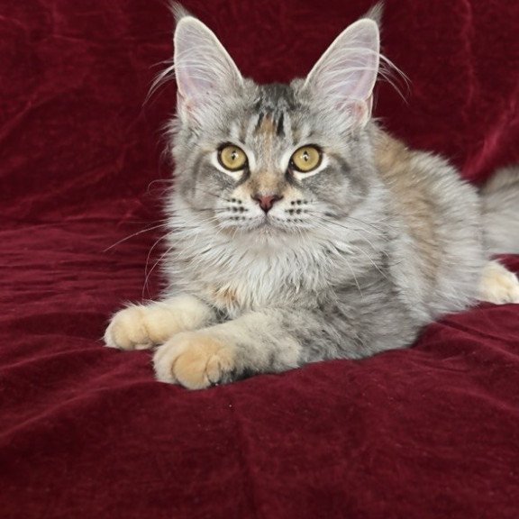 Maine Coon EZ Gemma