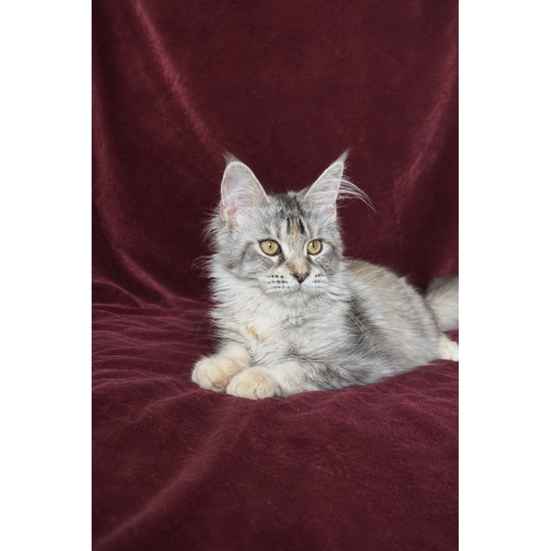 Maine Coon EZ Gemma
