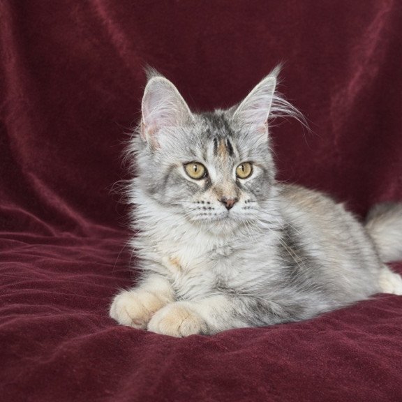 Maine Coon EZ Gemma
