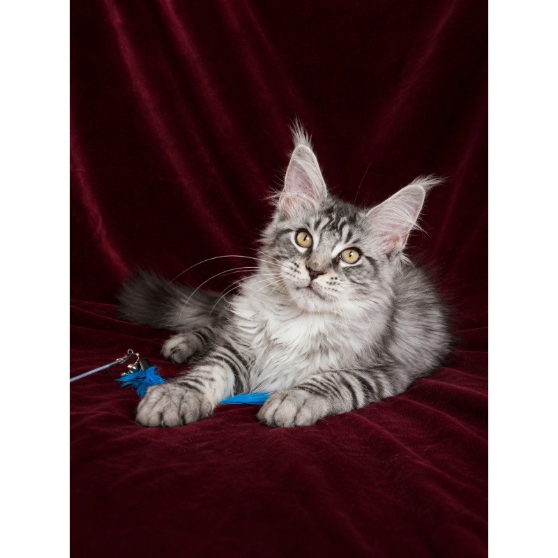 Maine Coon EZ Ivory