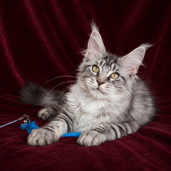Maine Coon EZ Ivory