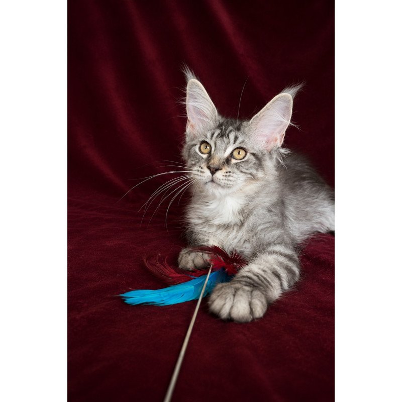 Maine Coon EZ Ivory