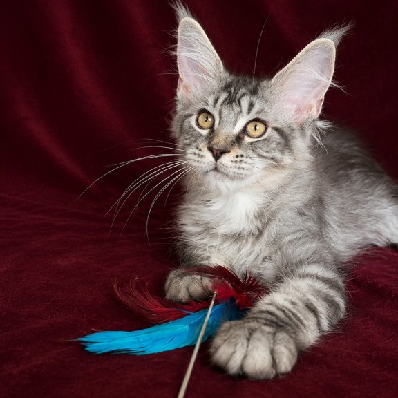 Maine Coon EZ Ivory