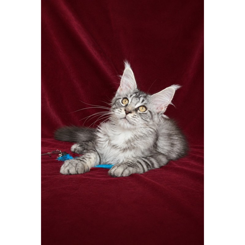 Maine Coon EZ Ivory