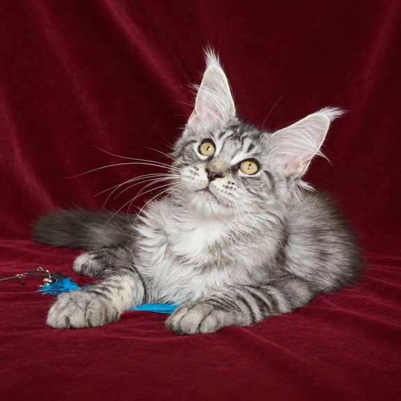 Maine Coon EZ Ivory