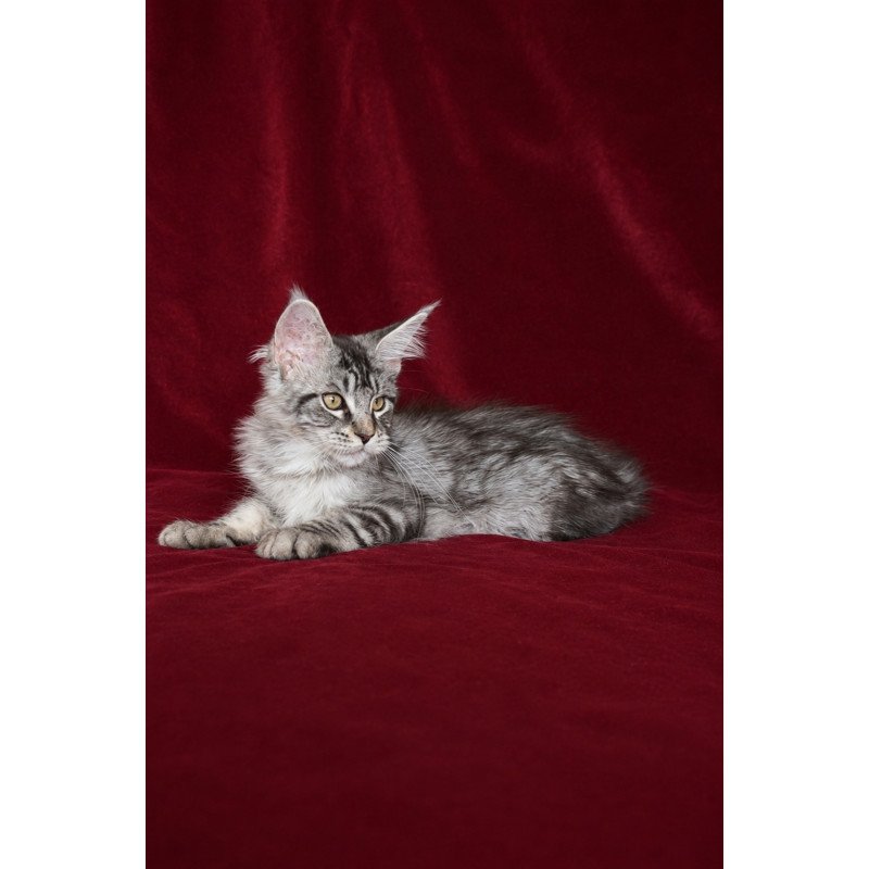 Maine Coon EZ Ivory