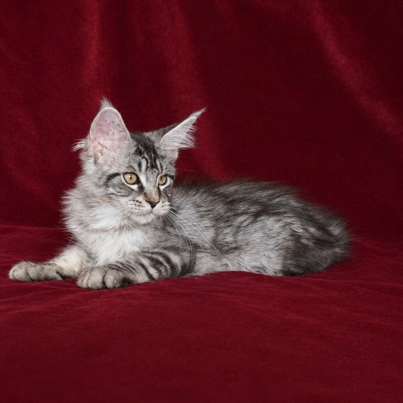 Maine Coon EZ Ivory