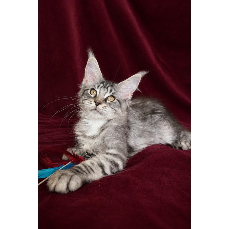 Maine Coon EZ Ivory