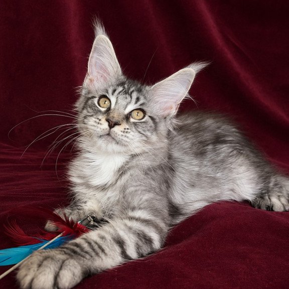 Maine Coon EZ Ivory