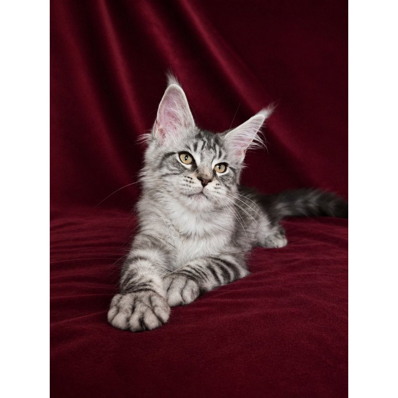 Maine Coon EZ Ivory